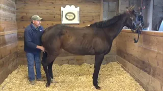 Masterson Method Relieving Sacrum Tension in Horse