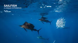 Yucatan Sardine Run with Pranamaya Freediving