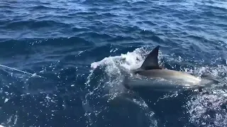 Fishing group reels in massive great white shark off Fort Lauderdale