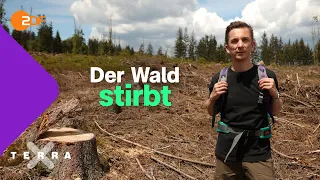 Waldsterben: So schlecht geht es dem deutschen Wald I Terra X plus Waldexpedition