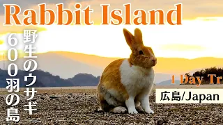 [Rabbit Island, JAPAN] Cute rabbits in paradise🐰 Island of 600 wild bunnies🐇 | Okunoshima うさぎ島/大久野島