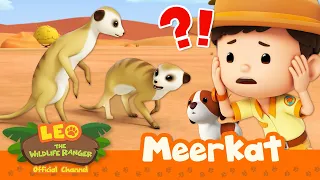 MEERKATS lost their HOME?! 😱🏠 | Leo the Wildlife Ranger | Kids Cartoons