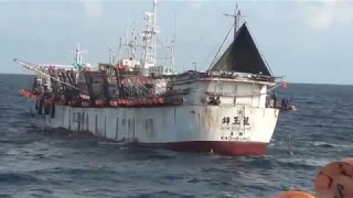 PROSES MEMANCING CUMI RAKSASA DI LAUTAN PERU OLEH KAPAL TAIWAN ( JIN YUH LONG ) MANTAPPPP