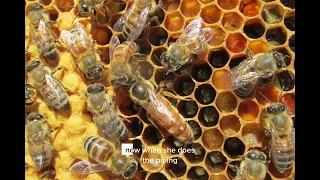 What happens when the queen bee dies?