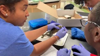 Science Lessons | Dissecting Frog