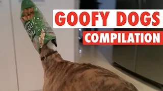 Craziest, Goofiest Dogs || Goofy Dogs Compilation