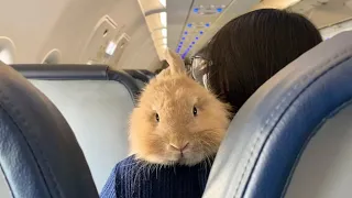 This woman's soulmate is a bunny