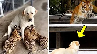 Perro cría 3 cachorros de tigre, pero años después, ¡sucedió algo inesperado!