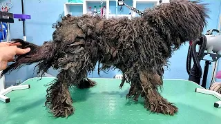 This Neglected Dog Had Scars From Chains