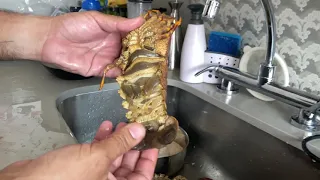 Como limpar cavaca cavaquinha lagosta sapateira