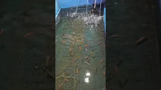 banyak ikan