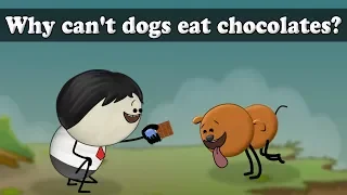 Why can't dogs eat chocolates? | #aumsum #kids #science #education #children