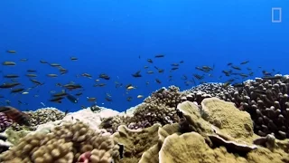 Rising Ocean Temperatures are "Cooking" Coral Reefs | National Geographic