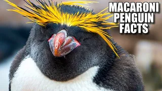 Macaroni Penguin Facts: the MOST FABULOUS Penguin 🐧 Animal Fact Files
