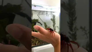 Краб томат 🦀