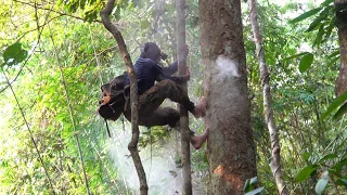 Climb the old tree to harvest wild honey _ lộc rừng