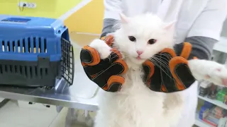 Turkish Van cat screams and bites the hand of the vet