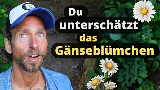 Gänseblümchen - Kleine Power-Blume für deine Gesundheit | Kräuterkunde der Heilpflanze