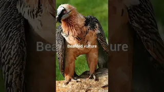 Top 10 most dangerous birds