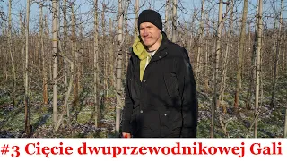 #3 Cięcie zimowe Gali na dwóch przewodnikach - Praktycznie o sadownictwie, 15.01.2022