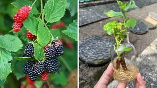 Grow Mulberry Cuttings in Water 🌱