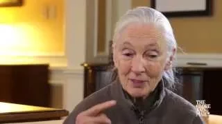 Jane Goodall on what Chimpanzees can tell us about us