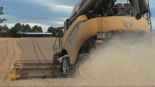 Harvest at Lyalldowns 2024