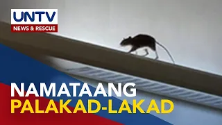 Malaking daga, nakitang palakad-lakad sa kisame ng NAIA Terminal 3