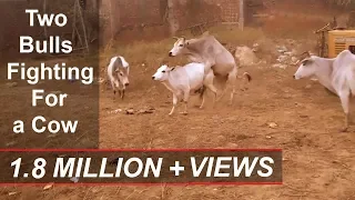 Two bulls fighting for a cow in the village