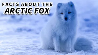 Arctic Fox Facts: the BLUE FOX 🦊 Animal Fact Files