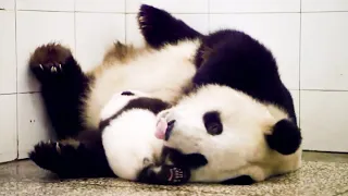 Pandas Are Swapped For Cuddles! | Panda Babies | BBC Earth Kids