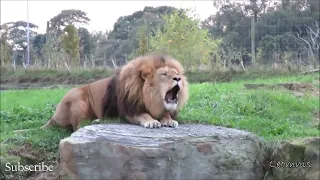Impressive footages of Barbary Lions - [ The King of Beast ]