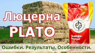 Люцерна ПЛАТО.  Особенности выращивания