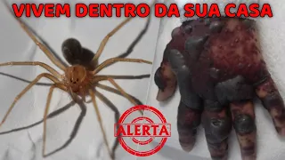 9 ARANHAS QUE VIVEM NA SUA CASA, QUAIS SÃO PERIGOSAS?