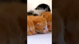 Kind Of Kitten Tiny Cats OMG! Calm & Music 😍💙😸 [ LyCuteCats ]