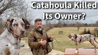 Catahoula Leopard Dog Killed It's Owner | What went wrong?