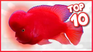 Top 10 Most Famous Flowerhorn Fish in the World