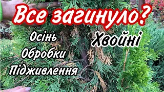 Жовтень.Сохне ТУЯ.Обробки Підживлення Хвойних.Готуємо до зими.Препарати від хвороб,від шкідників.