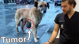 Dog is Rescued From Giant Tumor!