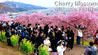 Cherry Blossom | Matsuda Cherry blossom festival in Kanagawa Japan【河津桜】| #explorejapan #japan #4k