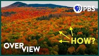 There's One Thing About Fall Colors Scientists Can't Explain