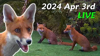 Foxes Live - 2024 April 3rd