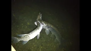 Craziest Pike Attacks & Eats