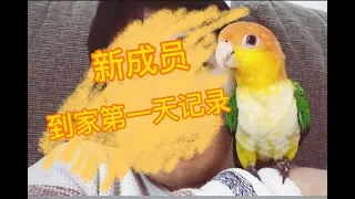 新鳥到家該注意些什麼呢? | 凱克鸚鵡到家適應過程記錄【 酷檀子小太阳】