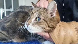 Matted Elderly Cat Being Clipped