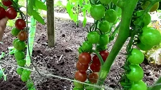 How to Prune Tomatoes for Earlier Harvests, Higher Yields & Healthier Plants