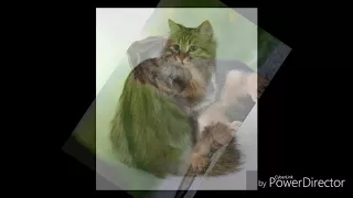 Животные на чеченском языке🐾