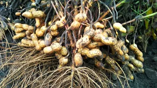 SECRETS OF GROWING PEANUTS. Why did I do this? How to grow peanuts.