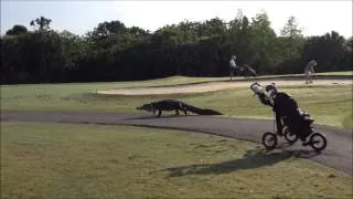A gator walking across the golf course!