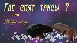 Где спят таксы?